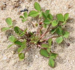 Fotografia da espécie Trifolium suffocatum