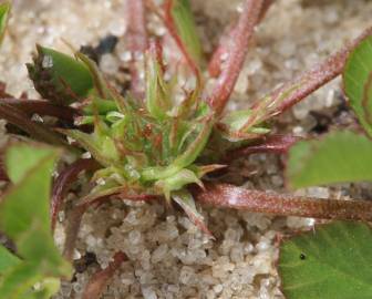 Fotografia da espécie Trifolium suffocatum