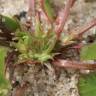 Fotografia 11 da espécie Trifolium suffocatum do Jardim Botânico UTAD