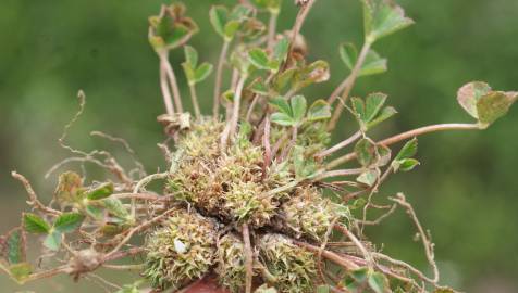 Fotografia da espécie Trifolium suffocatum