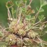 Fotografia 13 da espécie Trifolium suffocatum do Jardim Botânico UTAD