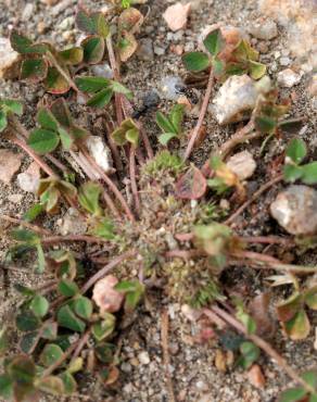 Fotografia 14 da espécie Trifolium suffocatum no Jardim Botânico UTAD