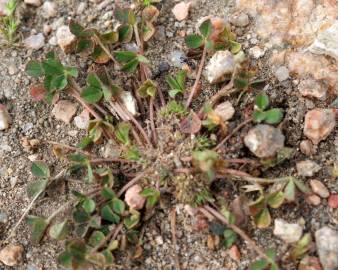 Fotografia da espécie Trifolium suffocatum