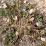 Fotografia 14 da espécie Trifolium suffocatum do Jardim Botânico UTAD