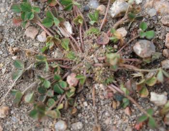 Fotografia da espécie Trifolium suffocatum