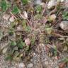 Fotografia 15 da espécie Trifolium suffocatum do Jardim Botânico UTAD