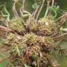 Fotografia 16 da espécie Trifolium suffocatum do Jardim Botânico UTAD