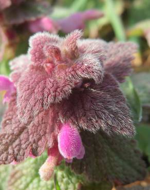 Fotografia 10 da espécie Lamium purpureum no Jardim Botânico UTAD