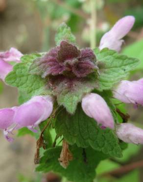 Fotografia 11 da espécie Lamium purpureum no Jardim Botânico UTAD