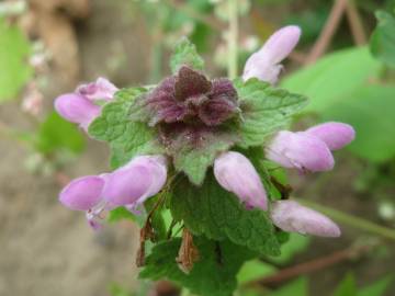 Fotografia da espécie Lamium purpureum