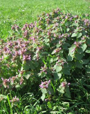 Fotografia 12 da espécie Lamium purpureum no Jardim Botânico UTAD