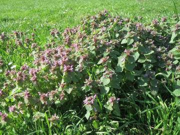 Fotografia da espécie Lamium purpureum