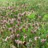 Fotografia 13 da espécie Lamium purpureum do Jardim Botânico UTAD