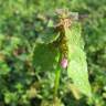 Fotografia 14 da espécie Lamium purpureum do Jardim Botânico UTAD