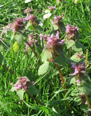 Fotografia 15 da espécie Lamium purpureum no Jardim Botânico UTAD