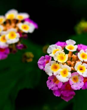 Fotografia 10 da espécie Lantana camara no Jardim Botânico UTAD