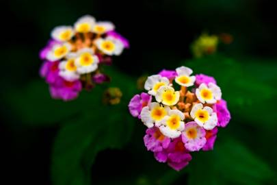 Fotografia da espécie Lantana camara