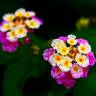 Fotografia 10 da espécie Lantana camara do Jardim Botânico UTAD