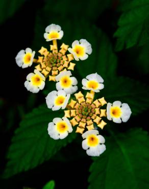 Fotografia 11 da espécie Lantana camara no Jardim Botânico UTAD