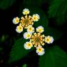 Fotografia 11 da espécie Lantana camara do Jardim Botânico UTAD