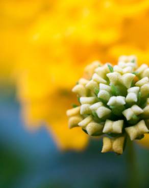 Fotografia 12 da espécie Lantana camara no Jardim Botânico UTAD