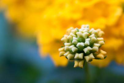 Fotografia da espécie Lantana camara