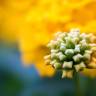 Fotografia 12 da espécie Lantana camara do Jardim Botânico UTAD