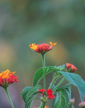 Fotografia 13 da espécie Lantana camara no Jardim Botânico UTAD