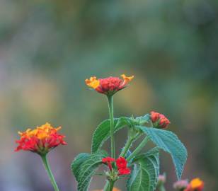 Fotografia da espécie Lantana camara