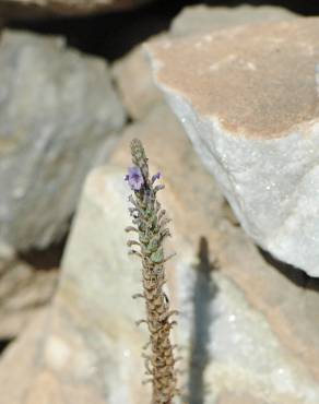 Fotografia 10 da espécie Lavandula multifida no Jardim Botânico UTAD