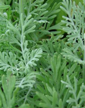 Fotografia 12 da espécie Lavandula multifida no Jardim Botânico UTAD