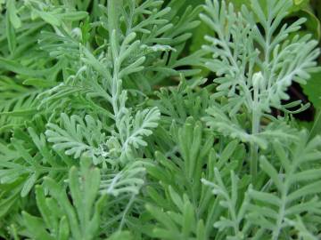 Fotografia da espécie Lavandula multifida