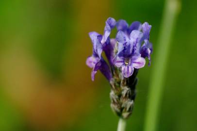 Fotografia da espécie Lavandula multifida