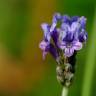 Fotografia 13 da espécie Lavandula multifida do Jardim Botânico UTAD