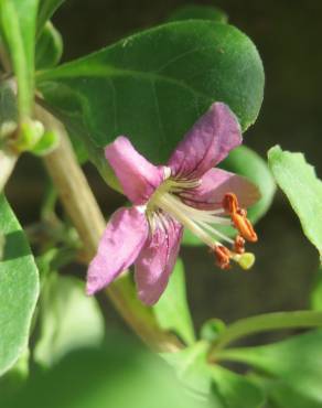 Fotografia 13 da espécie Lycium barbarum no Jardim Botânico UTAD