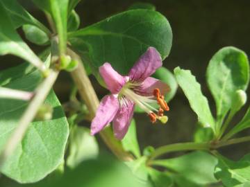 Fotografia da espécie Lycium barbarum