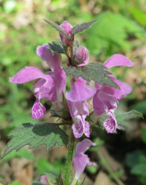 Fotografia 10 da espécie Lamium maculatum no Jardim Botânico UTAD