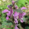 Fotografia 10 da espécie Lamium maculatum do Jardim Botânico UTAD