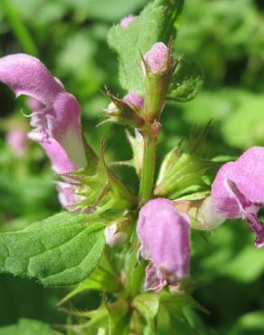 Fotografia 11 da espécie Lamium maculatum no Jardim Botânico UTAD