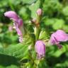 Fotografia 11 da espécie Lamium maculatum do Jardim Botânico UTAD