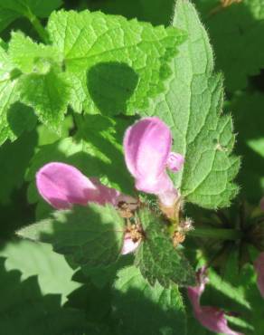 Fotografia 12 da espécie Lamium maculatum no Jardim Botânico UTAD