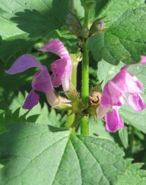 Fotografia 13 da espécie Lamium maculatum no Jardim Botânico UTAD