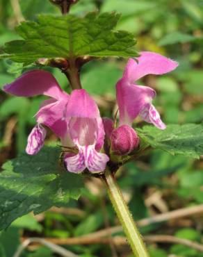 Fotografia 14 da espécie Lamium maculatum no Jardim Botânico UTAD