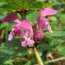 Fotografia 14 da espécie Lamium maculatum do Jardim Botânico UTAD