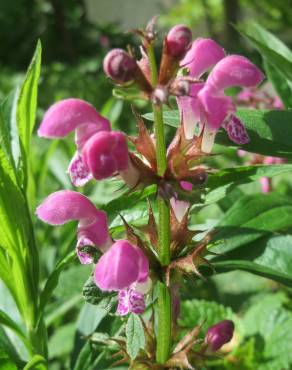 Fotografia 15 da espécie Lamium maculatum no Jardim Botânico UTAD