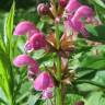 Fotografia 15 da espécie Lamium maculatum do Jardim Botânico UTAD