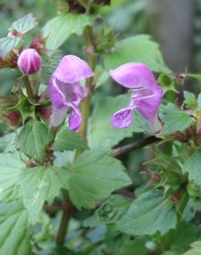 Fotografia 16 da espécie Lamium maculatum no Jardim Botânico UTAD