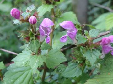 Fotografia da espécie Lamium maculatum