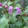 Fotografia 16 da espécie Lamium maculatum do Jardim Botânico UTAD