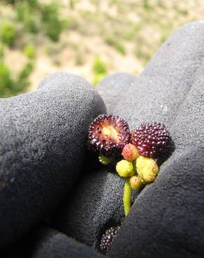 Fotografia 8 da espécie Myrica faya no Jardim Botânico UTAD